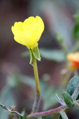 Oenothera oakesiana