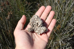 Procyon cancrivorus
