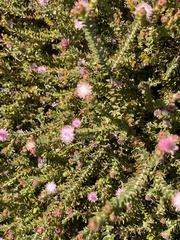 Diastella divaricata divaricata