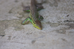 Cnemidophorus gaigei
