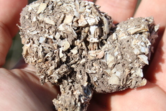 Procyon cancrivorus