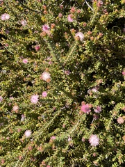 Diastella divaricata divaricata