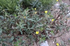 Oenothera oakesiana