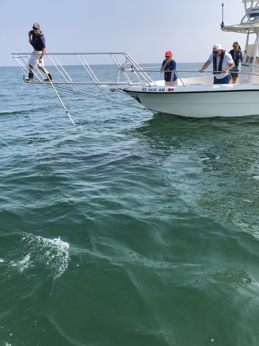Great White Shark photographed in Massachusetts