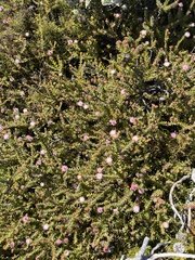 Diastella divaricata divaricata