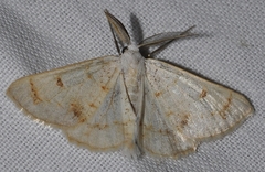 Dyscia penulataria