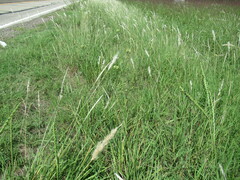 Bothriochloa longipaniculata