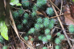 Dawsonia polytrichoides