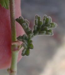 Pelargonium trifidum