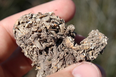 Procyon cancrivorus