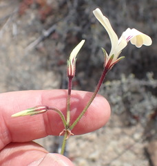 Pelargonium trifidum