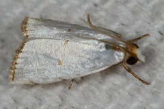 Argyria gonogramma