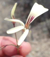 Pelargonium trifidum
