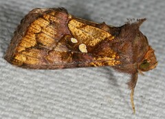 Argyrogramma verruca
