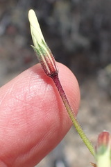 Pelargonium trifidum