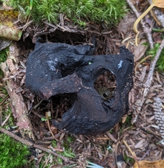 Craterellus cornucopioides