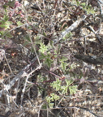 Pelargonium trifidum