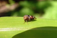 Cyrtolobus tuberosus