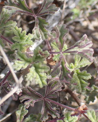 Pelargonium trifidum