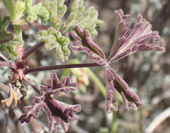 Pelargonium trifidum