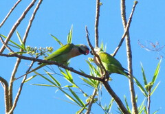 Psittacula alexandri