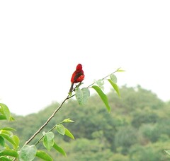 Ramphocelus bresilius