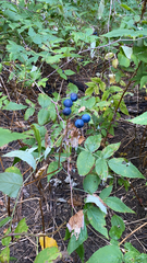 Caulophyllum thalictroides