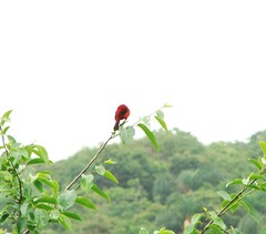 Ramphocelus bresilius