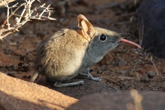 Elephantulus rupestris