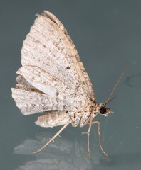 Costaconvexa centrostrigaria