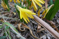 Sternbergia lutea
