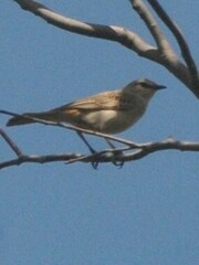 Cincloramphus mathewsi