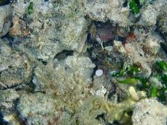 Chrysiptera unimaculata