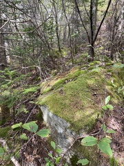 Viburnum cassinoides