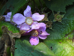 Rubus armeniacus