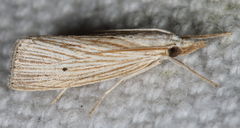 Eoreuma densellus