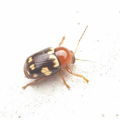 Cryptocephalus