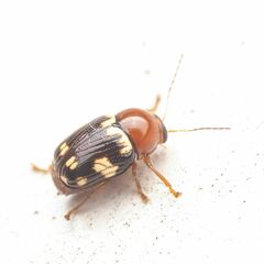 Cryptocephalus