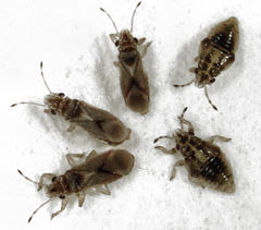 Thaumastocoris peregrinus