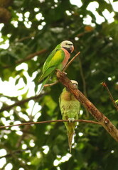 Psittacula alexandri