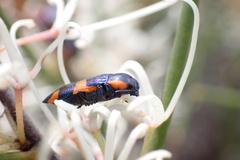 Castiarina grata