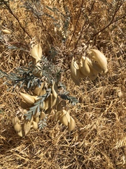 Astragalus asymmetricus