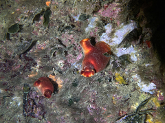 Halocynthia papillosa