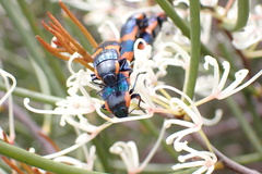 Castiarina grata