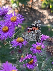 Vanessa cardui