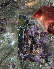 Symphodus mediterraneus