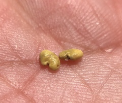 Astragalus asymmetricus