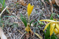Sternbergia lutea
