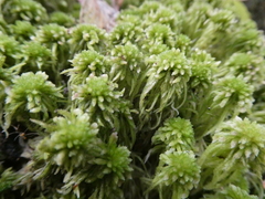 Sphagnum
