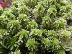 Sphagnum